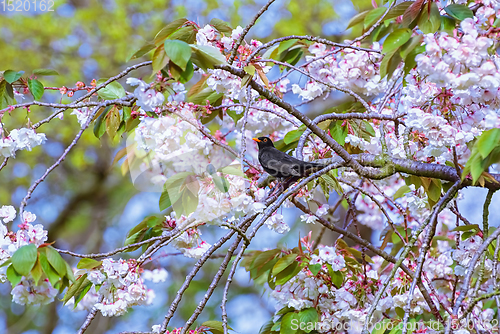 Image of Common blackbird on a branch