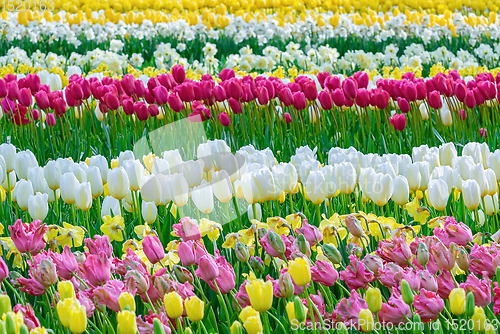 Image of Flowerbed of tulips in the garden