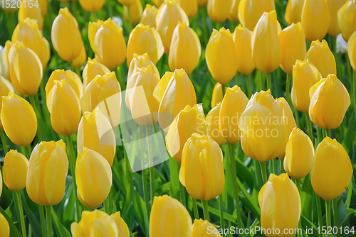 Image of Flowerbed of tulips in the garden