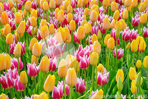 Image of Flowerbed of tulips in the garden