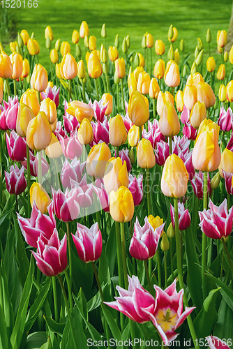 Image of Flowerbed of tulips in the garden