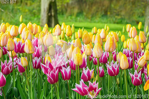 Image of Flowerbed of tulips in the garden