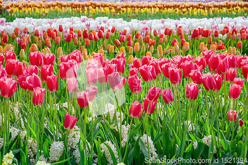 Image of Flowerbed of tulips in the garden