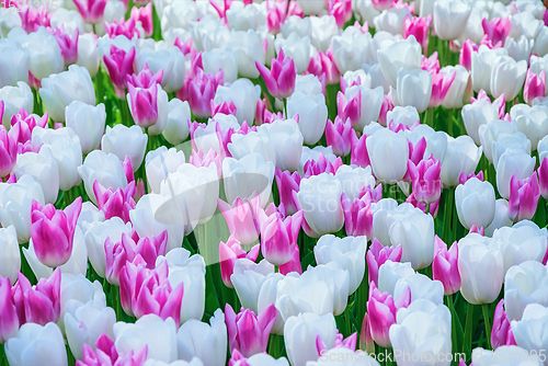 Image of Flowerbed of tulips in the garden