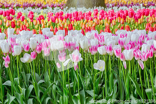Image of Flowerbed of tulips in the garden