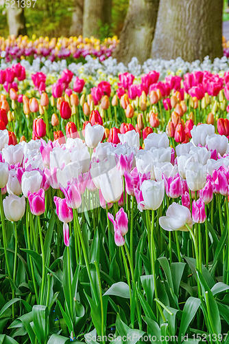 Image of Flowerbed of tulips in the garden