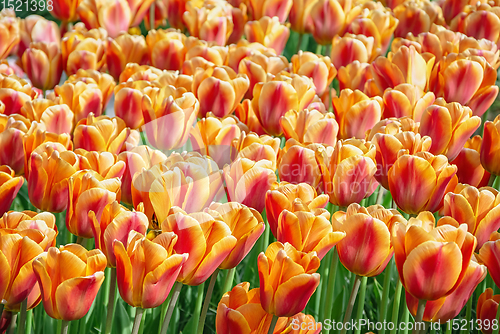 Image of Flowerbed of tulips in the garden