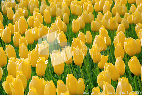 Image of Flowerbed of tulips in the garden