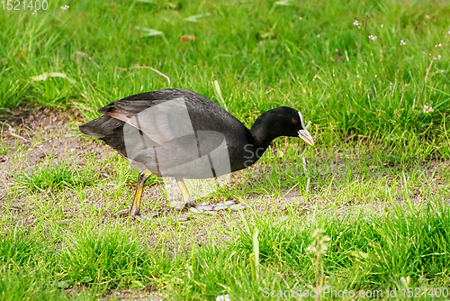 Image of Eurasian coot at the shore