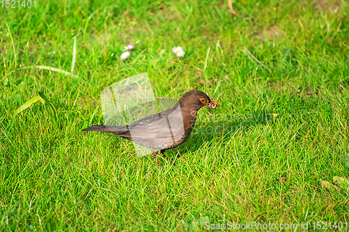 Image of Common blackbird on the grass