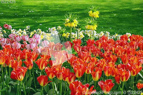 Image of Flowerbed of tulips in the garden