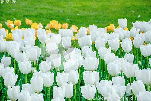 Image of Flowerbed of tulips in the garden