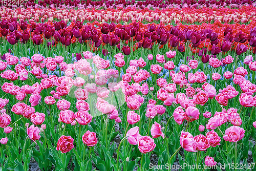 Image of Flowerbed of tulips in the garden