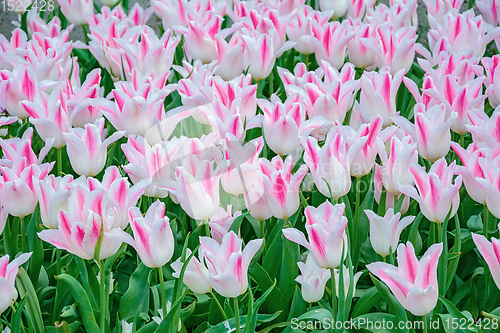 Image of Flowerbed of tulips in the garden