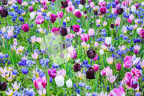 Image of Flowerbed of tulips in the garden