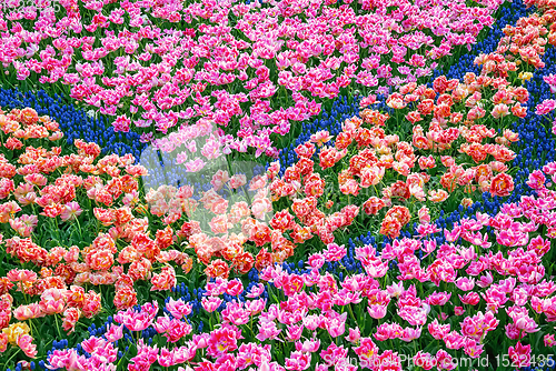 Image of Flowerbed of tulips in the garden