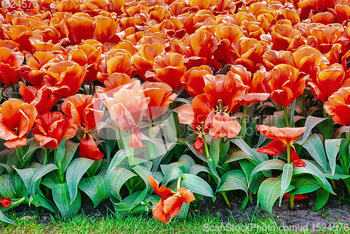 Image of Flowerbed of tulips in the garden