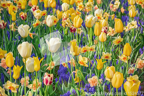 Image of Flowerbed of tulips in the garden