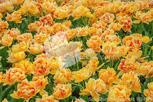 Image of Flowerbed of tulips in the garden