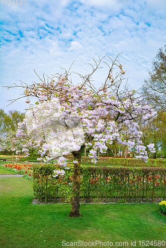 Image of Spring in the park