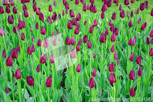 Image of Flowerbed of tulips in the garden