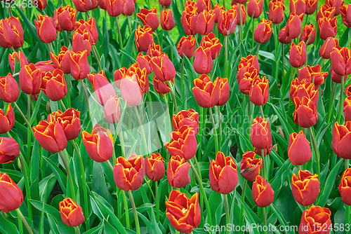 Image of Flowerbed of tulips in the garden