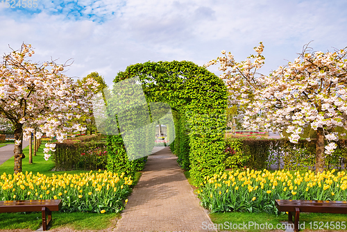 Image of Spring in the park