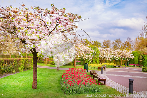Image of Spring in the park