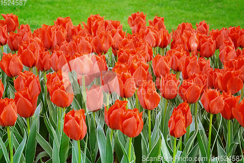 Image of Flowerbed of tulips in the garden