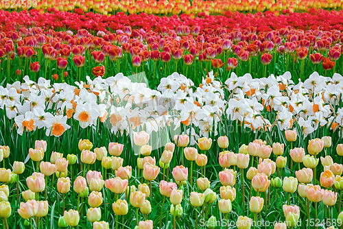 Image of Flowerbed of tulips in the garden