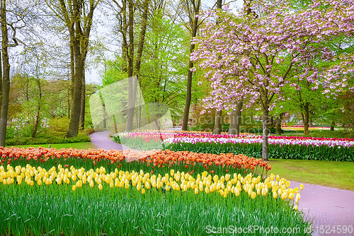 Image of Spring in the park