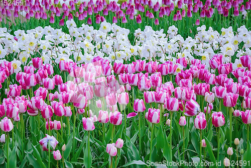 Image of Flowerbed of tulips in the garden