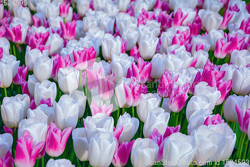 Image of Flowerbed of tulips in the garden