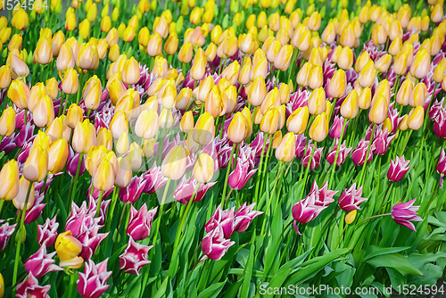 Image of Flowerbed of tulips in the garden