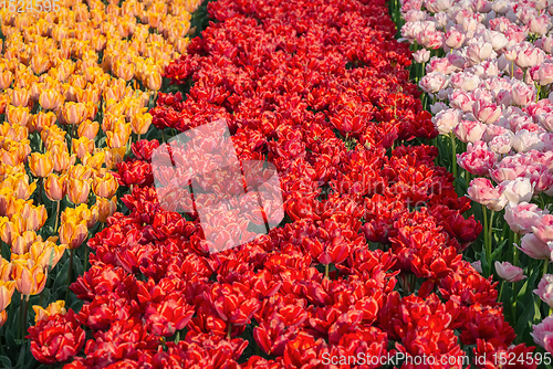 Image of Flowerbed of tulips in the garden