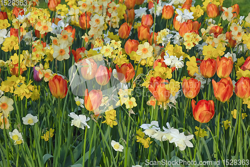 Image of Flowerbed of tulips and narcissus in the garden