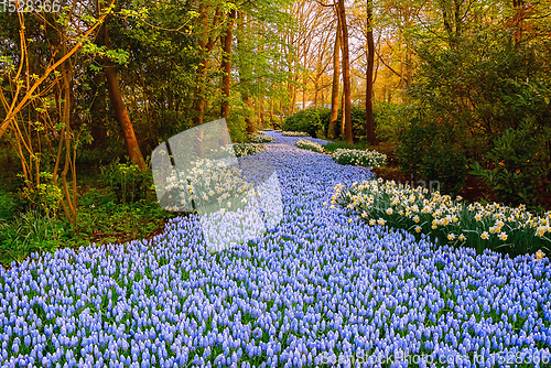 Image of Muscari Armeniacum  river