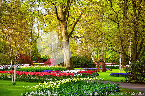 Image of Spring in the park