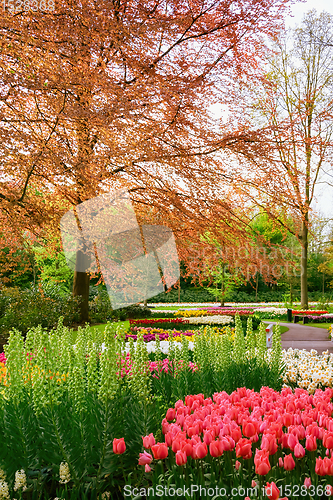 Image of Spring in the park