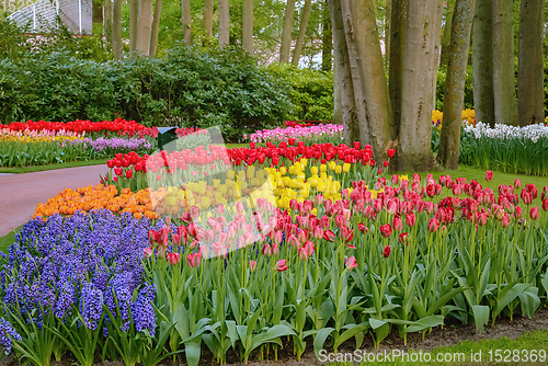 Image of Spring in the park