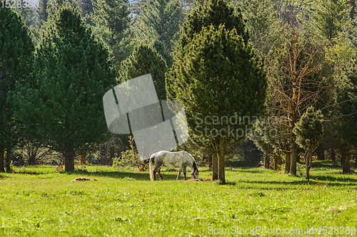 Image of Horse near forest