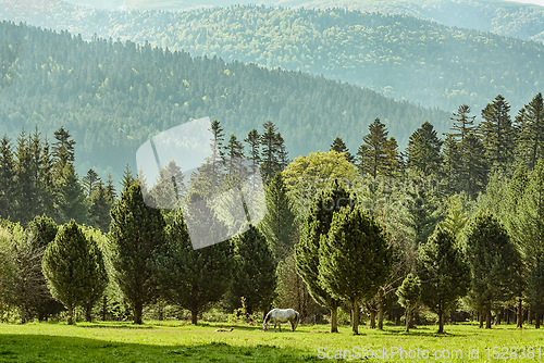 Image of Horse near forest