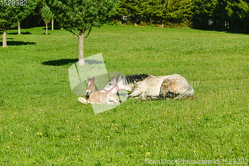 Image of Horse with Foal