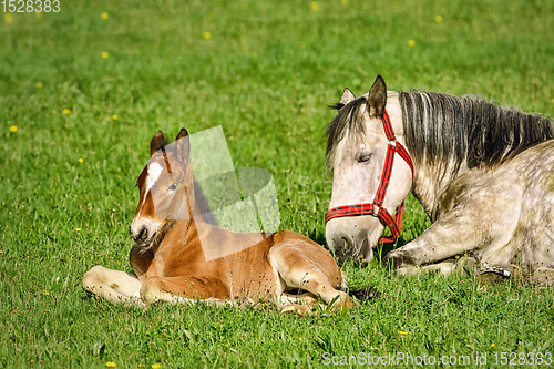Image of Horse with Foal