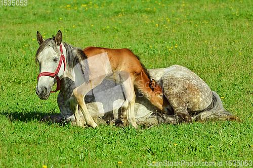 Image of Horse with Foal