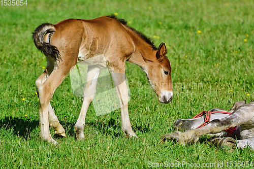 Image of Horse with Foal