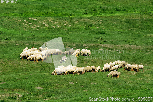Image of Herd of sheep on the lawn