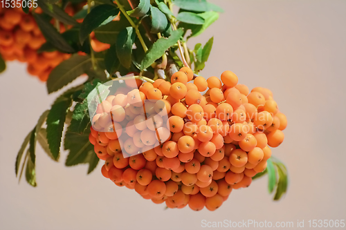 Image of European rowan fruit 