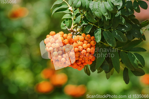 Image of European rowan fruit 