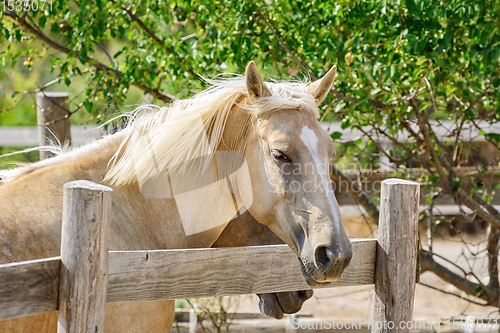 Image of Portrait of Horse